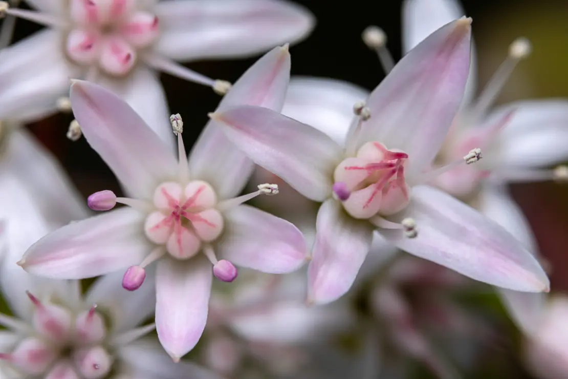 Münzenbaum (Crassula)